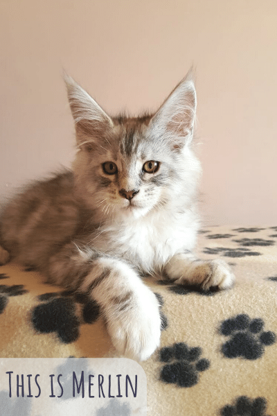 This is Merlin