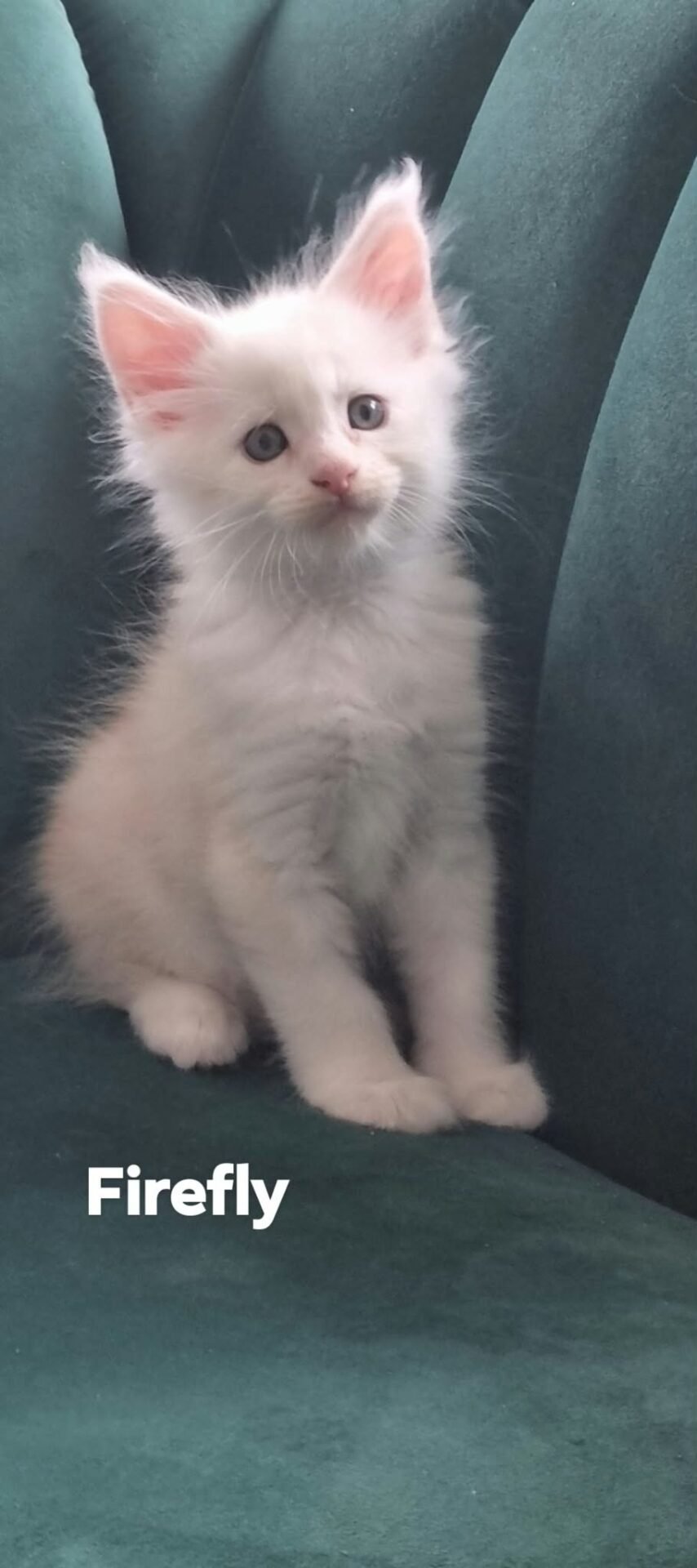 Firefly, a ds 11 male Maine Coon kitten at KimzKoonz