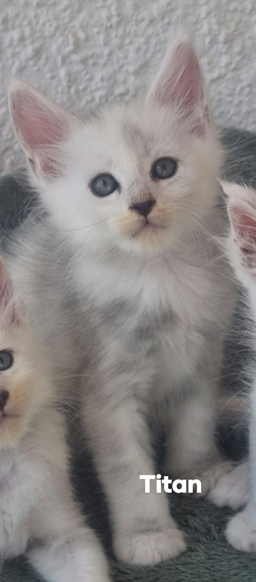 Titan, a black smoke male Maine Coon kitten at KimzKoonz