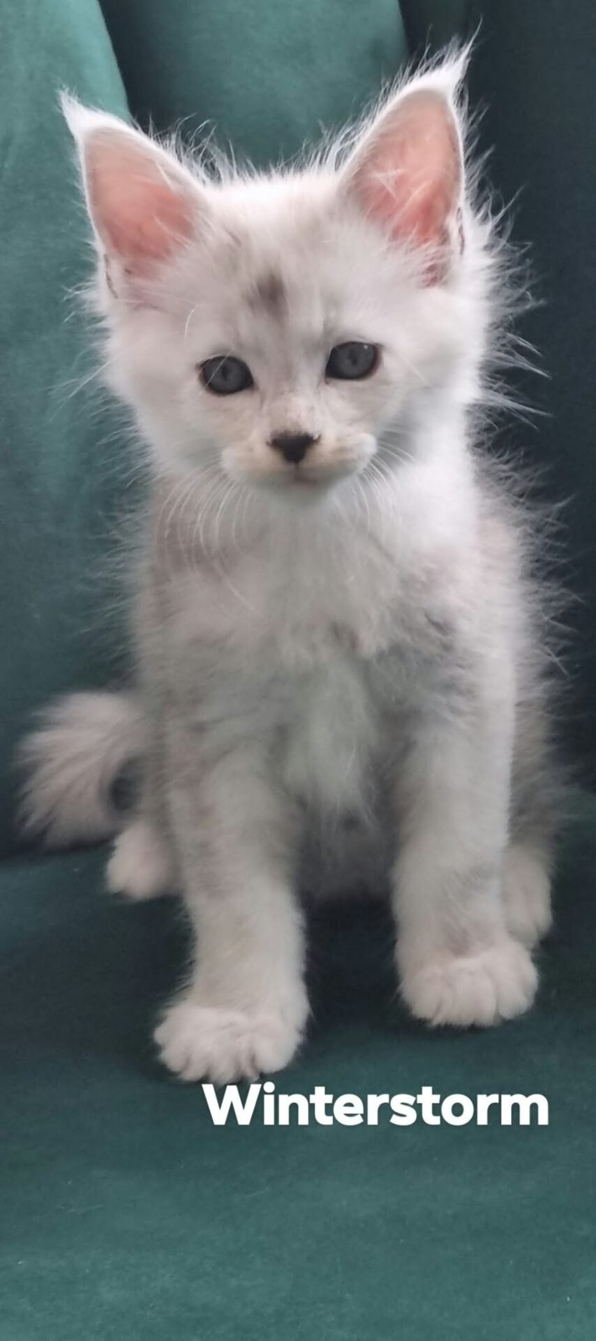 Winterstorm, a black smoke male Maine Coon kitten at KimzKoonz
